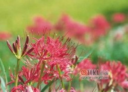彼岸花开花又落,轮回中的生命诗篇